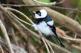 Pied Monarch